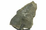 Fossil Sauropod Rib Bone Section w/ Metal Stand - Colorado #383114-1